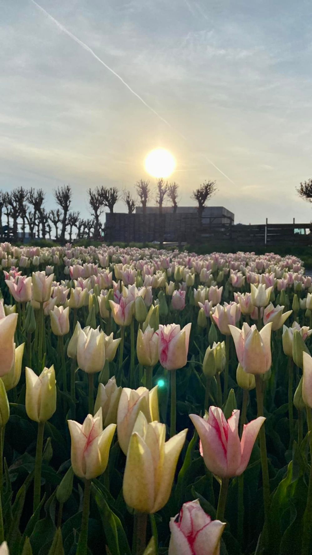Meewerkend Voorman/vrouw Bloembollenproductie